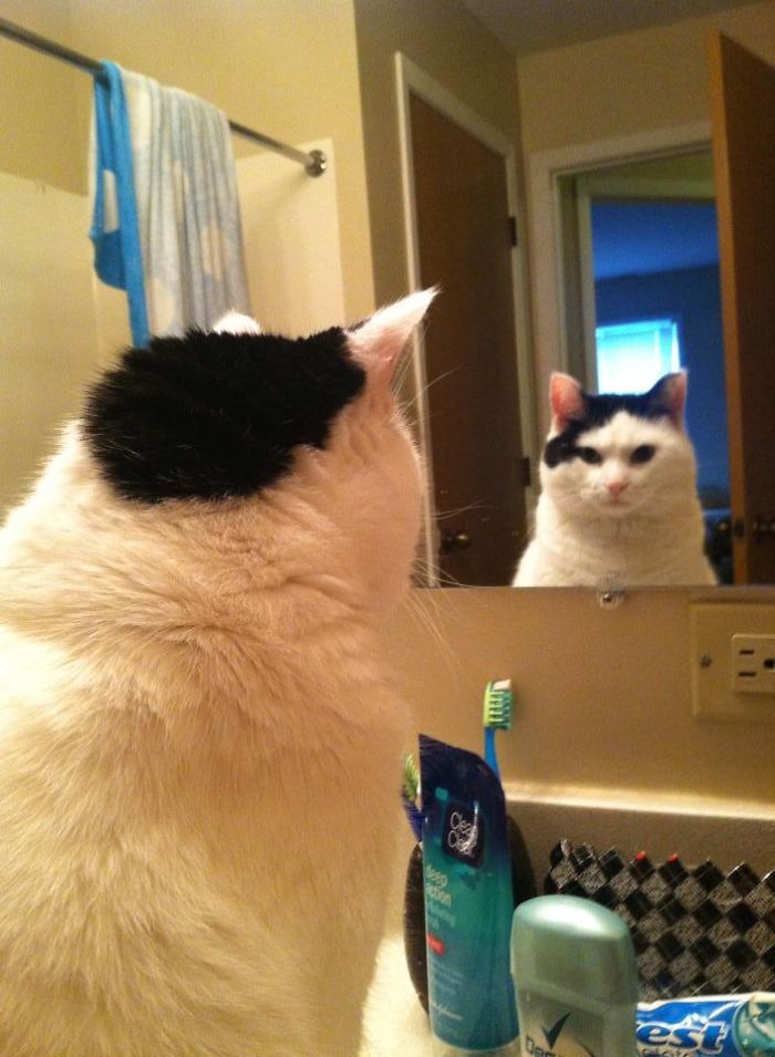 Our Cat Frodo Sits On The Sink Every Morning And Watches Us Through The Mirror. It's Unnerving But Cute