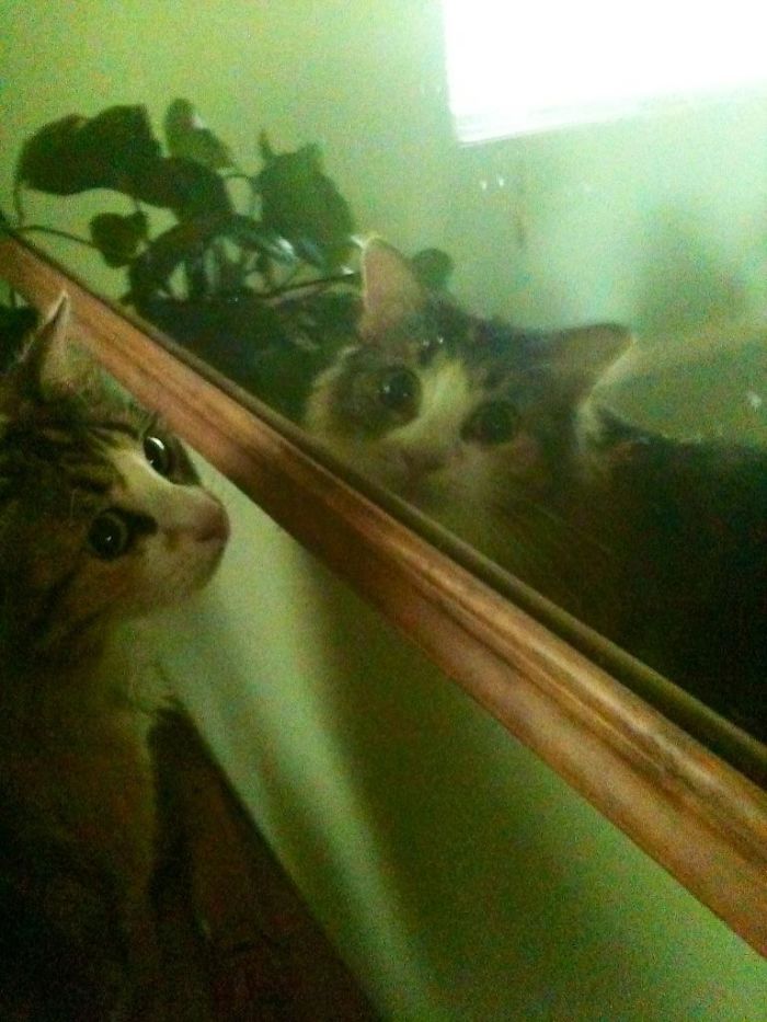 She Used The Mirror To Look At Me. I Just Thought She Looked So Precious ^.^