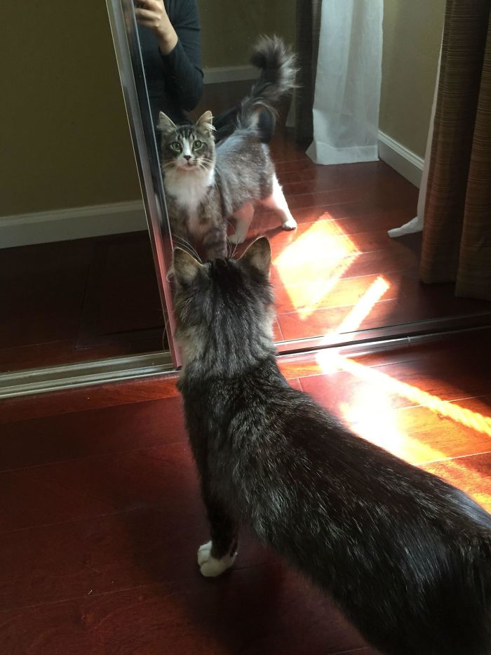 We've Been Feeding A Stray For A Few Weeks - Helped Himself To A Tour Of The House And Ended Up Getting Mesmerized By The Mirror