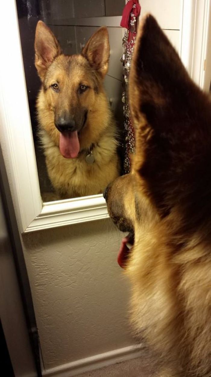 Meet Kaiser, My 2-Year Old Gsd Foster. Last Night He Discovered Mirrors. Now He Comes By Every 10 Minutes Or So Just To Sit And Stare At Himself