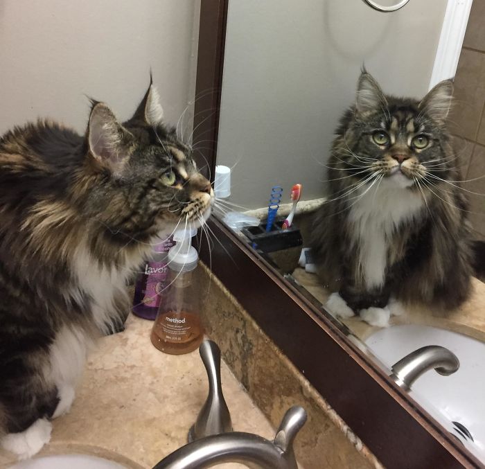 Cat In Mirror.