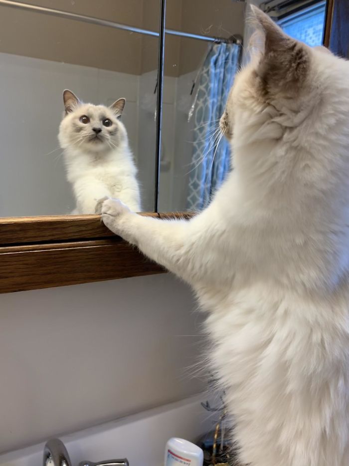 Usually My Cat Ignores The Mirror, Walked In The Bathroom And Caught Her Looking At Her Reflection