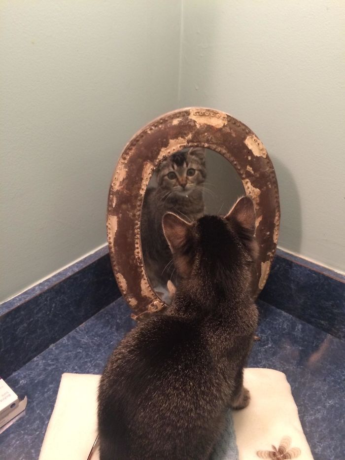 Our Little 4-Month Old Phoebe Discovered Herself In The Mirror.
