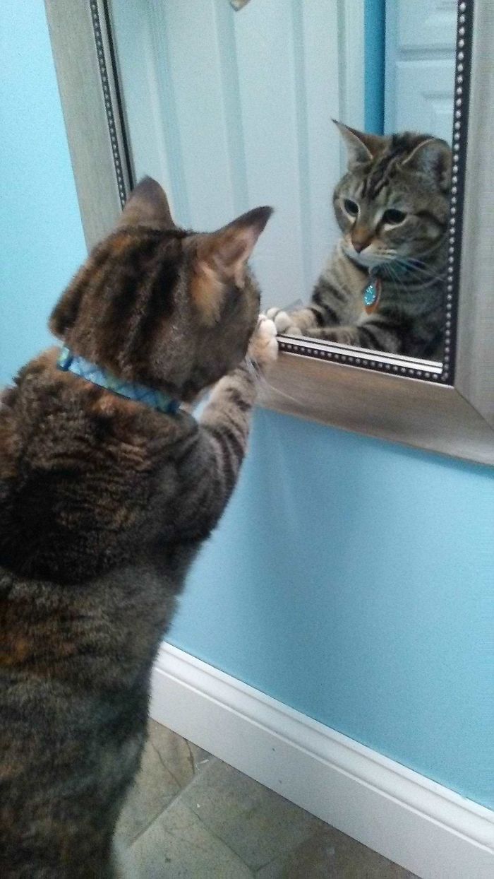 She Discovered Herself In The Mirror And Thought It Was An Intruder Cat That Needed To Be Growled At And Batted Around Slightly