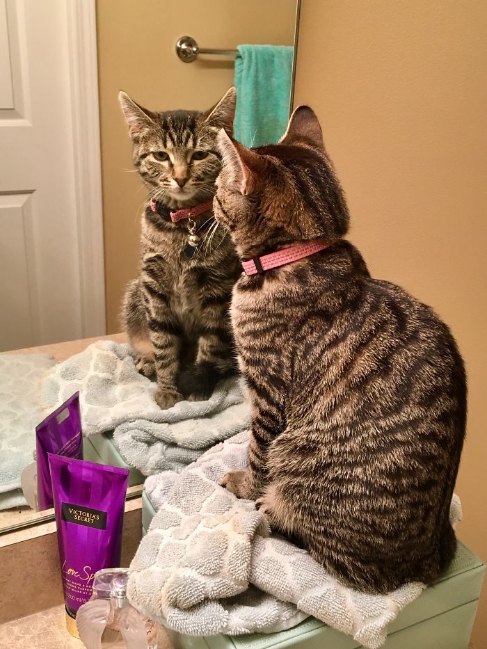 Every Morning When I'm Getting Ready For Work My Cat Protects Me From This Scary Mirror Cat.