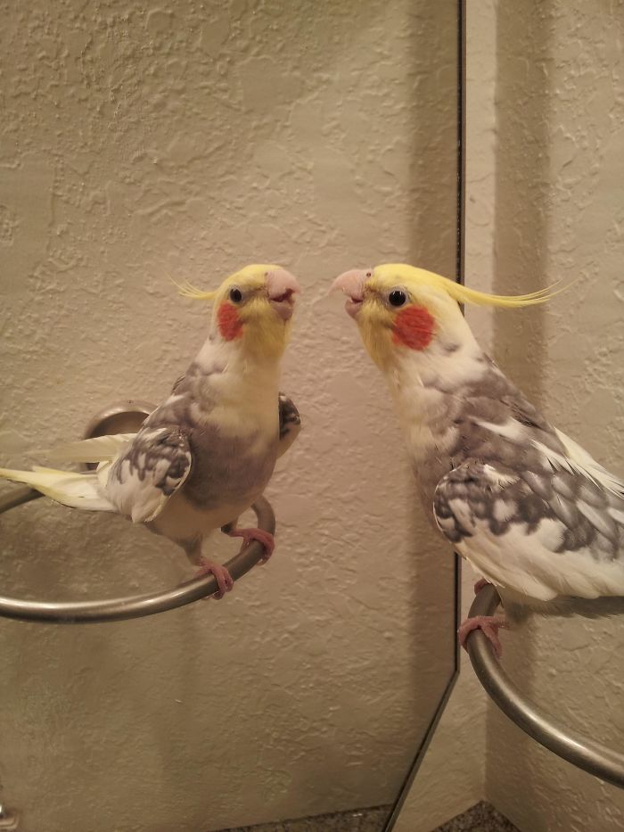 This Is Toki, My Pet Cockatiel, Singing To Himself In The Mirror C: