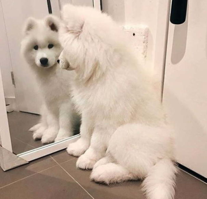 Mirror Mirror Who Is Cutest White Cloud?