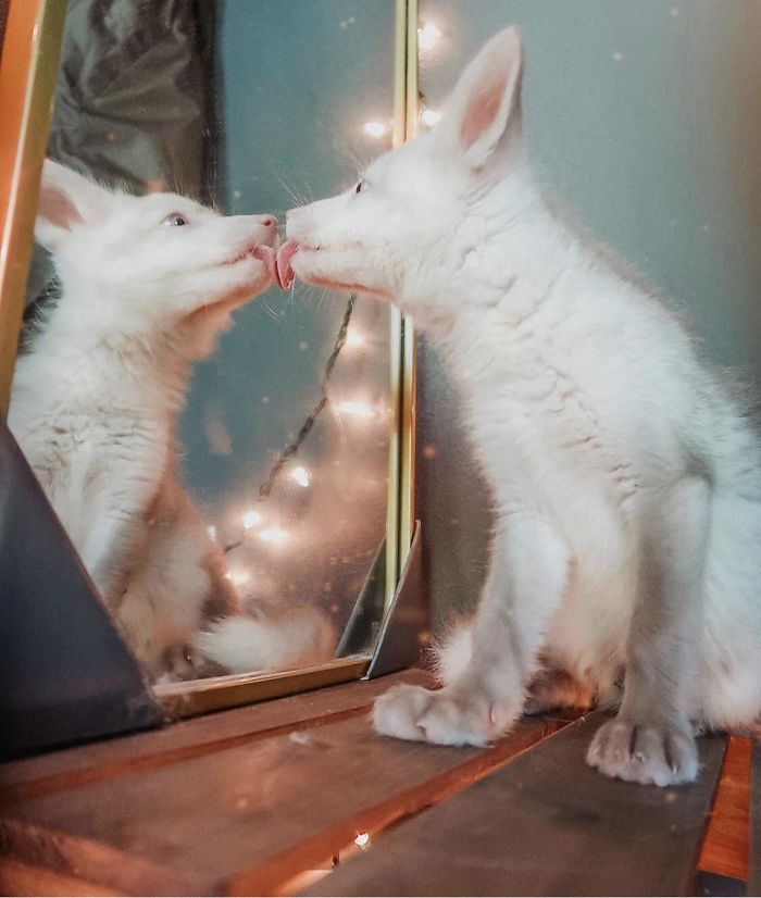 Mirror Mirror On The Wall, Who’s The Prettiest Fox Of Them All?