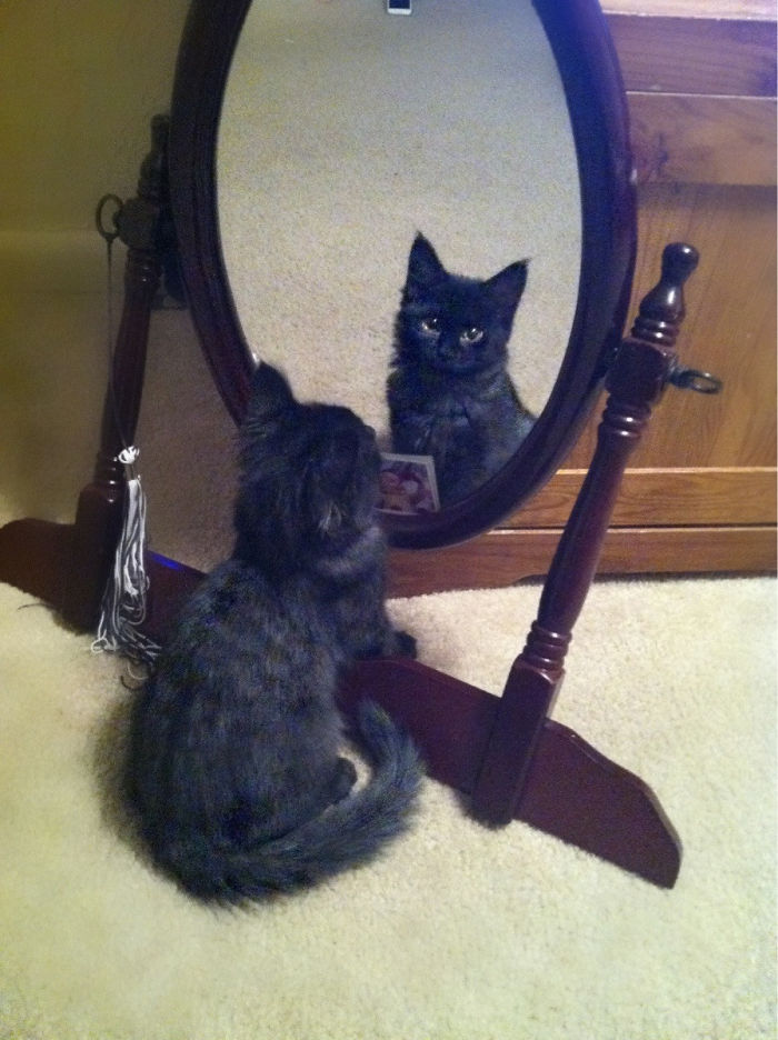Mirror, Mirror, On The Wall...