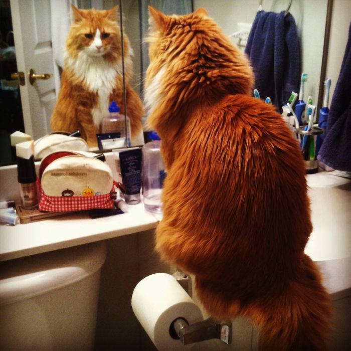 My Cat Loves To Look At Himself In The Mirror