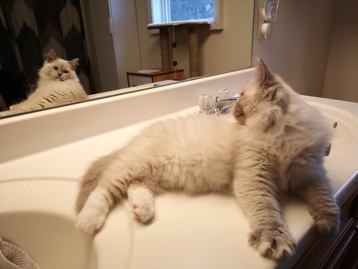 What's That Handsome Cat Doing In The Mirror?