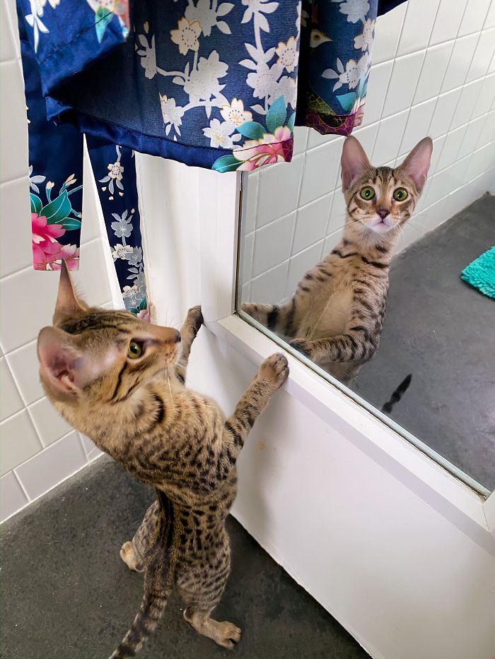 Tfw You Realize How Mirrors Work... Because You Realize You See Your Human And Not Just Another Angry Kitten.
