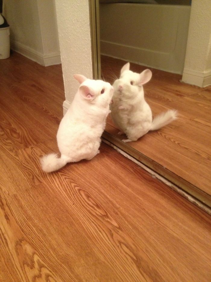 My Chinchilla Saw Himself For The First Time In The Mirror Today