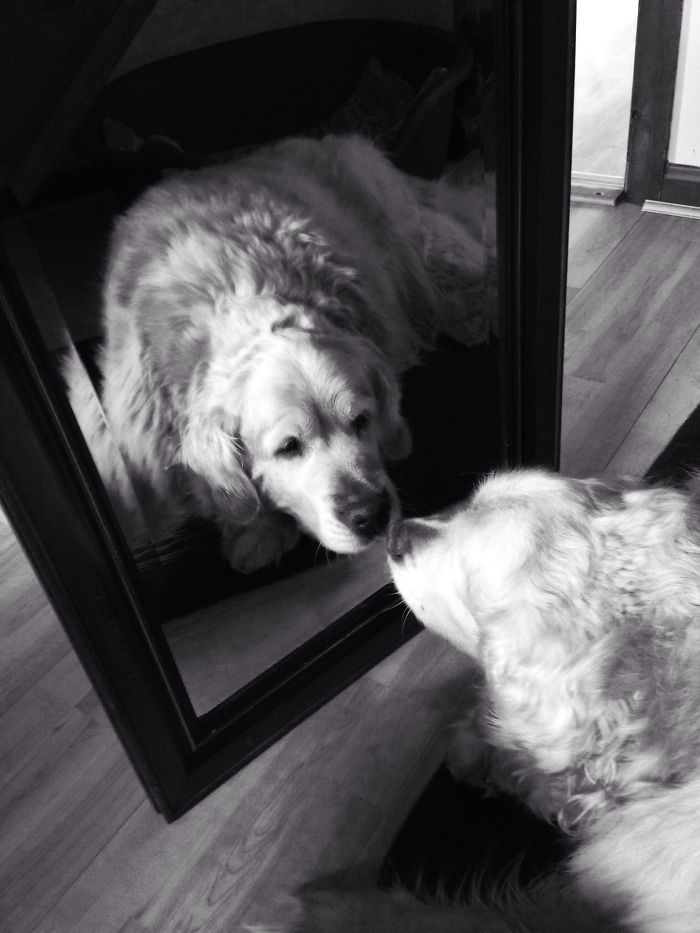 Put A Mirror In Front Of Him And He Thought He Had Made A New Friend