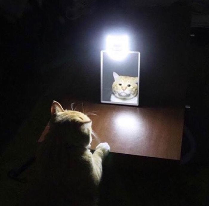 Sad Mirror Cat