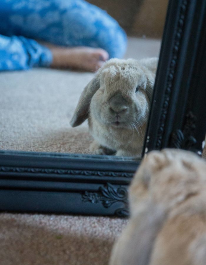 My Rabbit Really, Really Likes Looking At Himself In The Mirror.