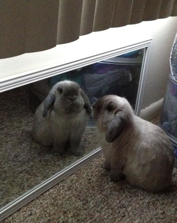 My Rabbit Also Likes To Stare At Himself In The Mirror