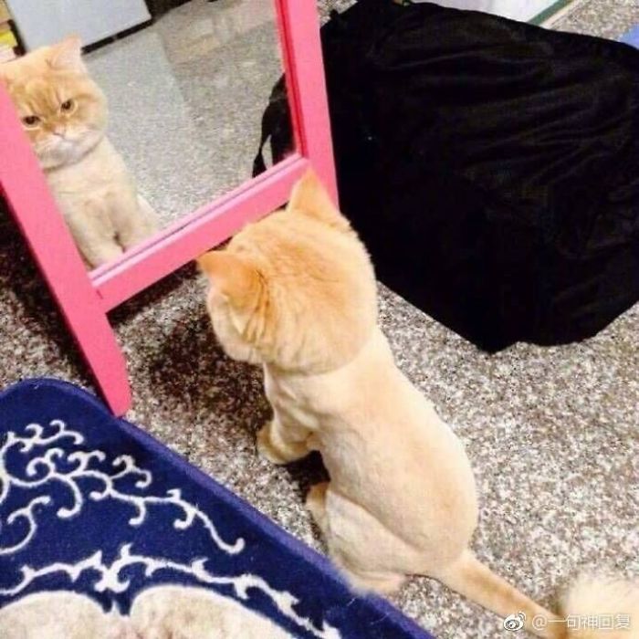 He Kept Looking Into The Mirror For Quite A While, Seems Really Depressed About The New Look After Shaving.