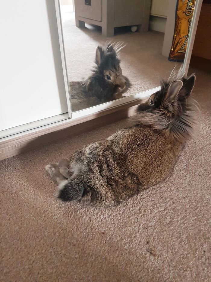 Mirror Mirror On The Wall, Who's The Handsomest Bun Of All?