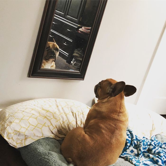 Every Morning My French Bulldog, Chubbs, Stares At Himself In The Mirror To Get His Day Started.