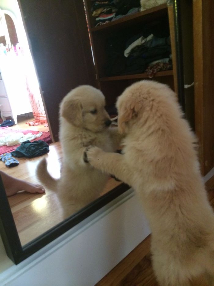 Today My 7 Week Old Puppy Saw Himself For The First Time