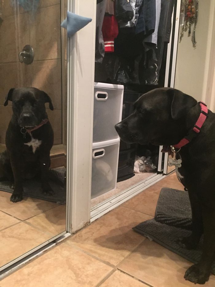 We Don’t Deserve Dogs. This Is Dakota. She Faced Her Greatest Fear- The Dog Who Lives In Our Mirrors - To Sit With Me In The Bathroom When I Was Sad