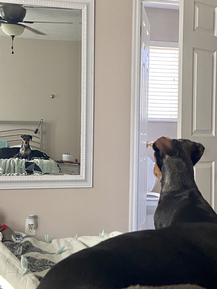 Doin A Protecc From The Heckin Floof In The Mirror. She Growls At Herself At Least Once A Day