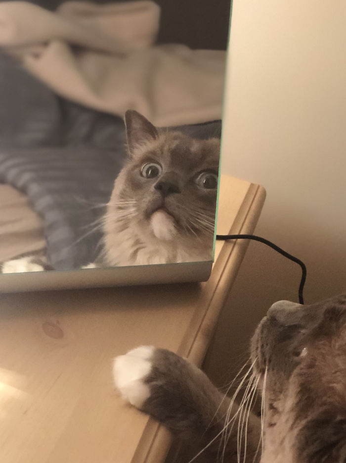 Put This Mirror On The Bedside Table And Renly Couldn’t Handle It