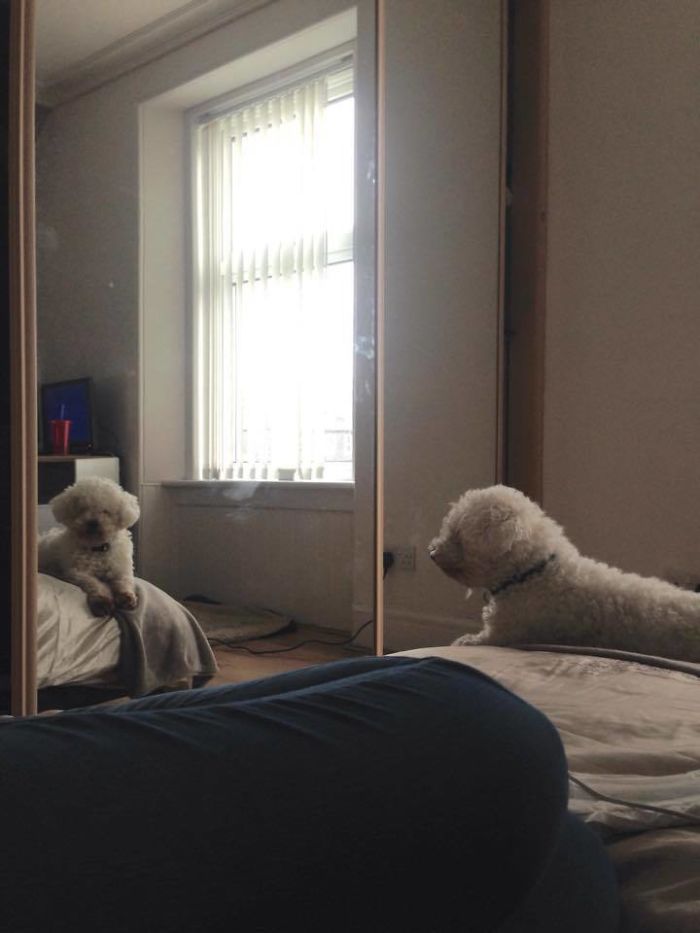 Im Not Sure If My Dog Understands How Mirrors Work, But He Sits And Stares At Me Like This For Hours On End