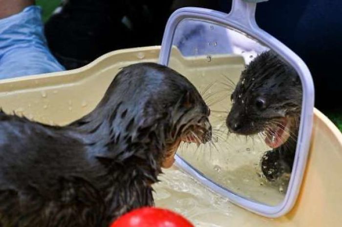 Baby Otter Looking At The Mirror