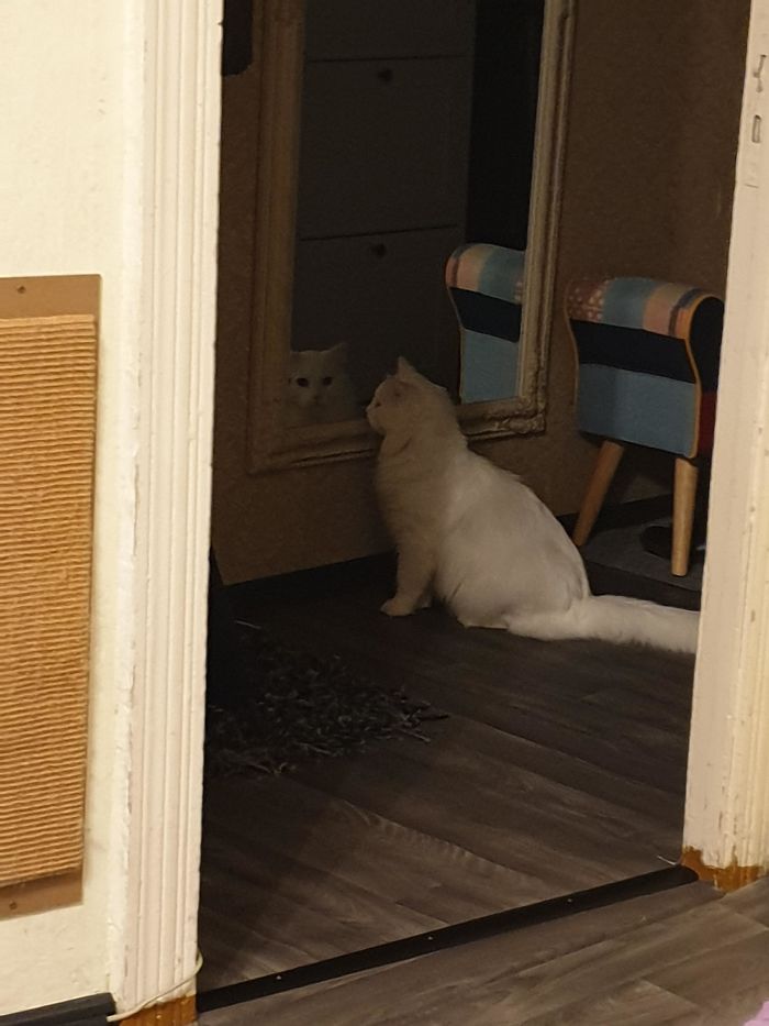 My Cat Always Looks Into Other Room Using Mirror