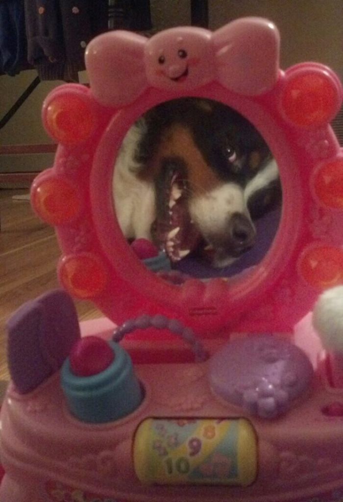 My Dog Looking Into A Vanity Mirror.......he Was Honing In On My Grand Daughters New Toy. Look At Me!