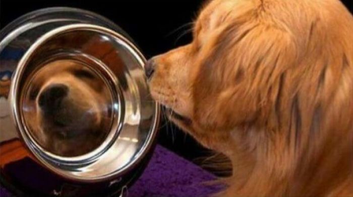 Mirror Mirror In The Bowl, Who's The Goodest Boy You Know?
