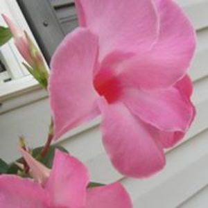 wilsonscarlet avatar