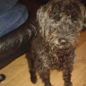 playfulmarley avatar