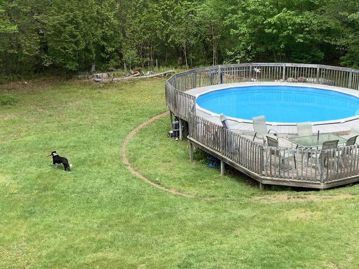 My Dog Runs Around My Pool In The Exact Same Track So Much That There’s A Ring Of Dirt In The Grass