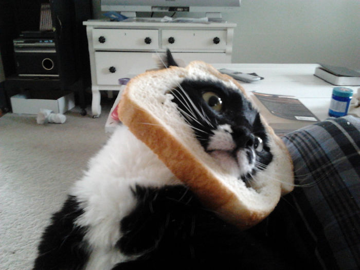 My Cats Reaction To Being Breaded