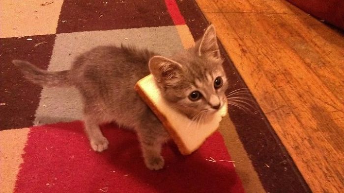 Babycat With A Bread Necklace