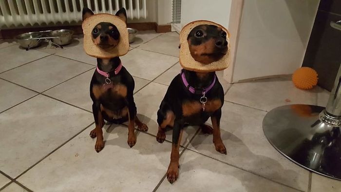 My Dogs Are Inbread, Send Thoughts And Prayers