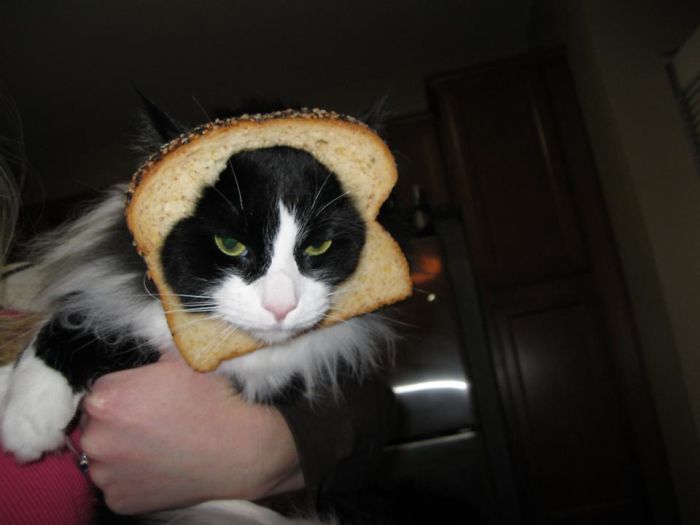 This Is An Inbread Cat