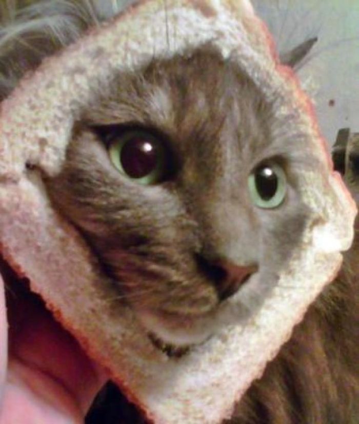 I've Never Seen Such An Amazing Inbread Cat Before