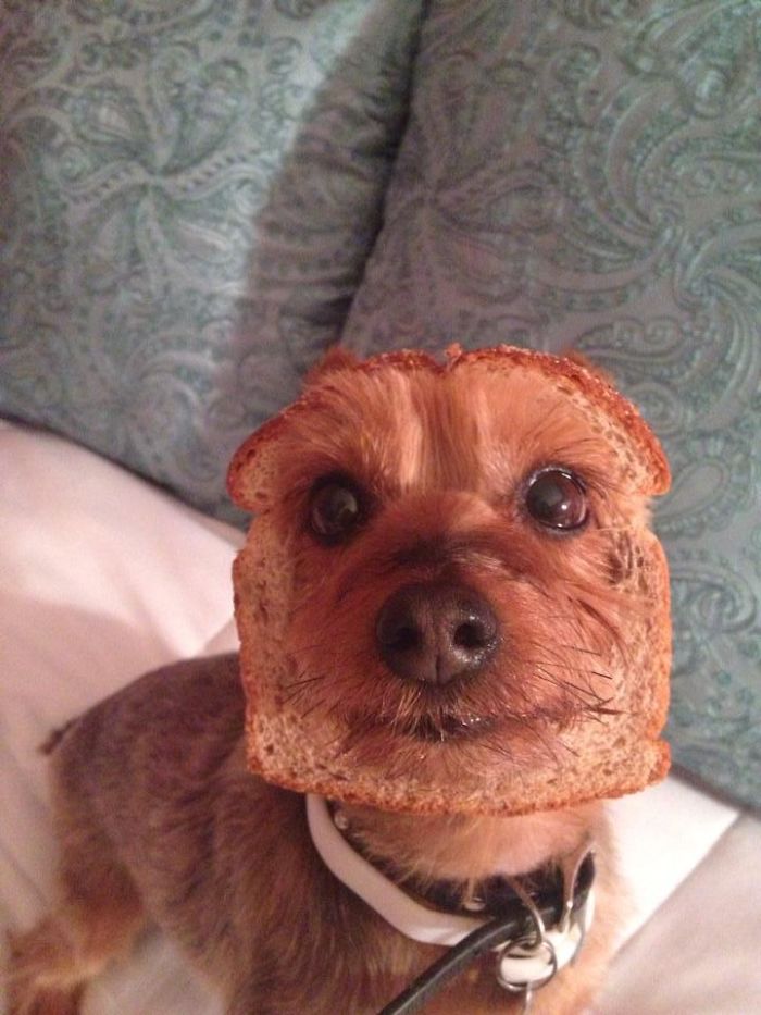 A Rare Picture Of An Inbread Dog
