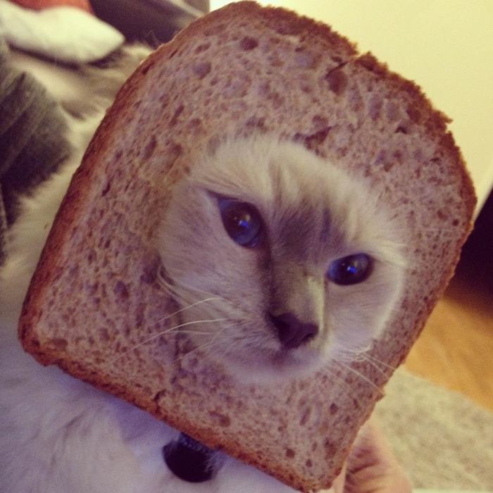 I Don't Have A Pet, But Here's My Friend's Inbread Cat