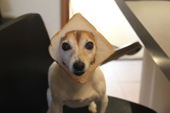 These Inbred Dogs Are Getting Ridiculous