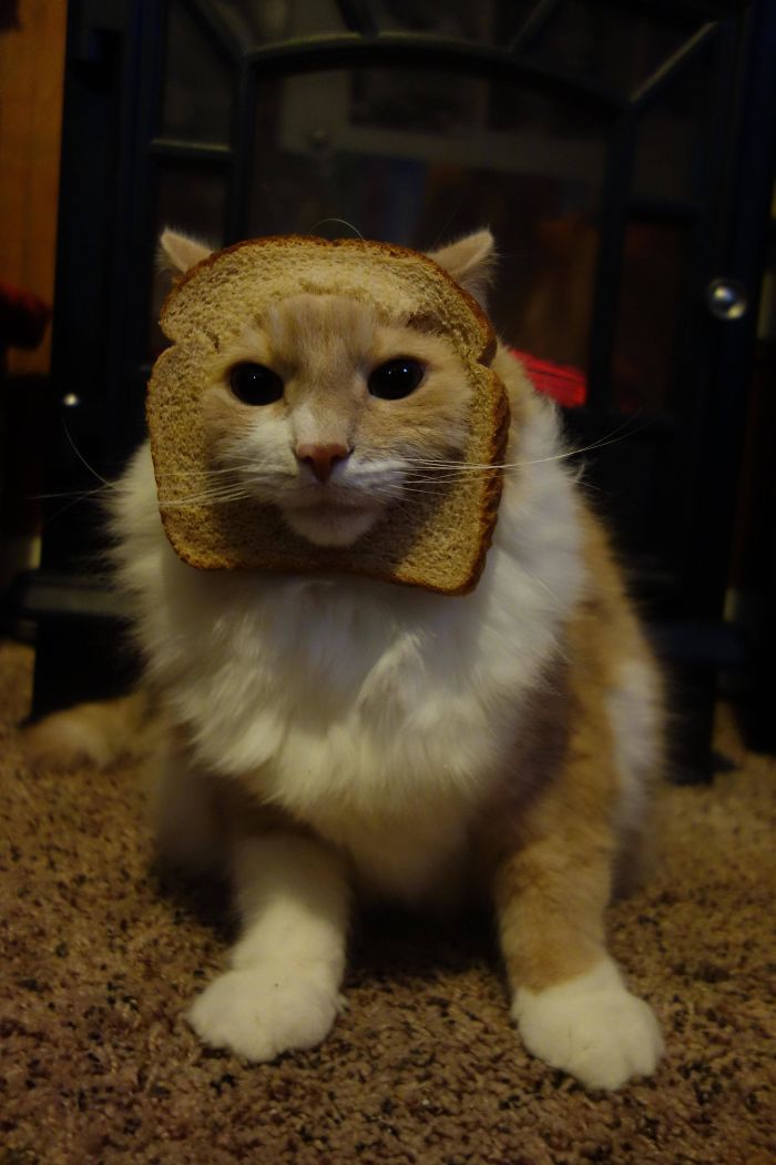 In Bread Cat