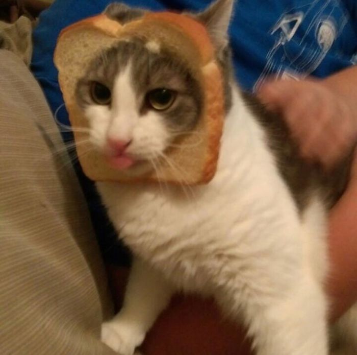 Inbread Cat With A Blep