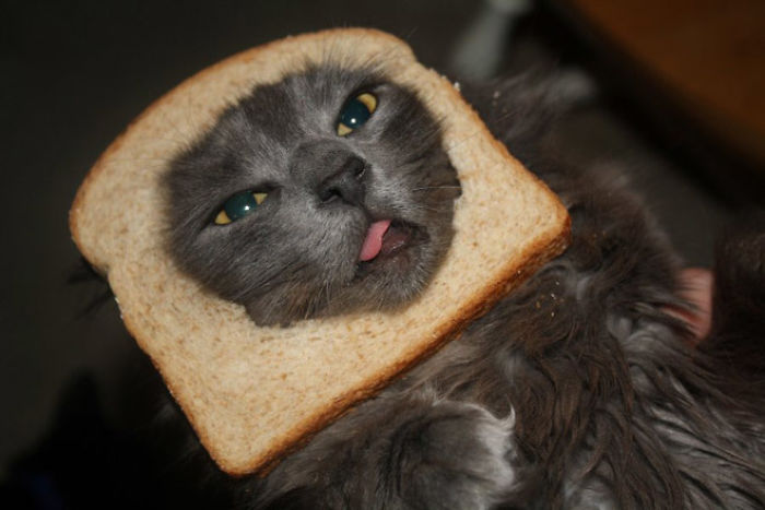Inbread Cat