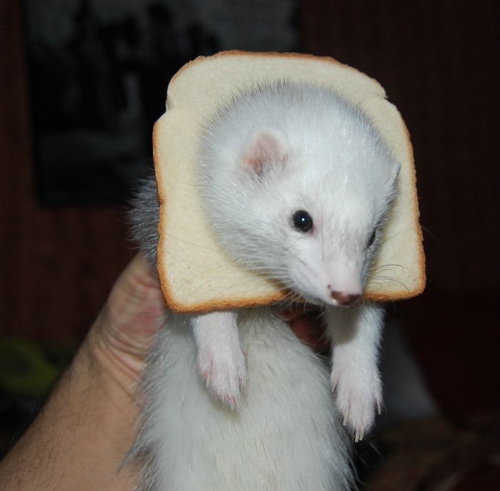 This Is My Ferret. She's Inbread