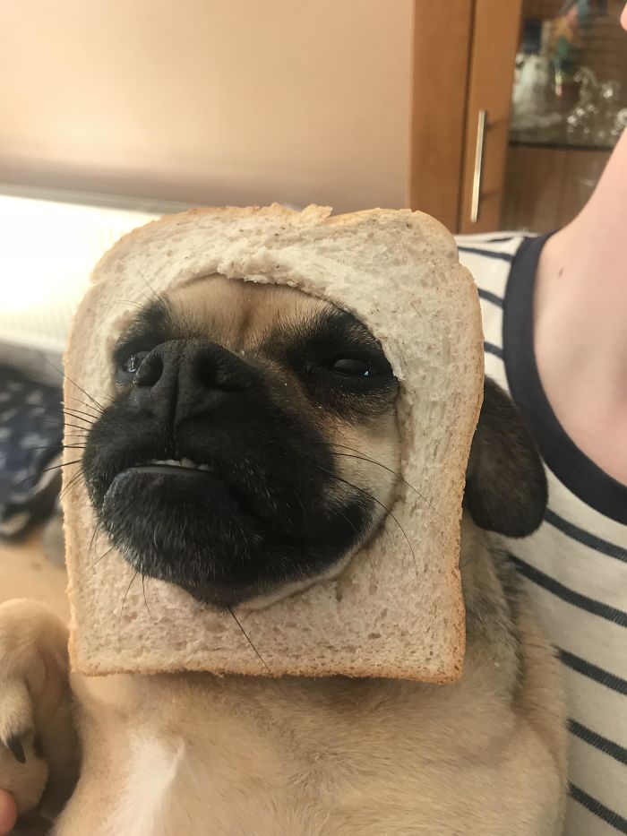 You Think Your Dog Has Got Problems? My Dog Is Inbread