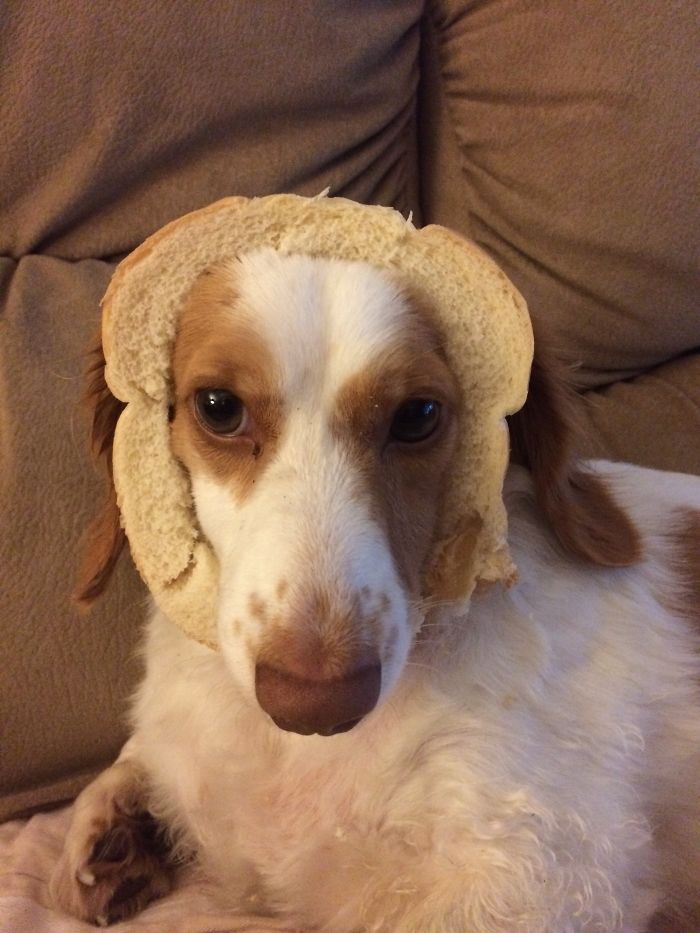 Just Learned About "Cat Breading." Can't Find The Cat